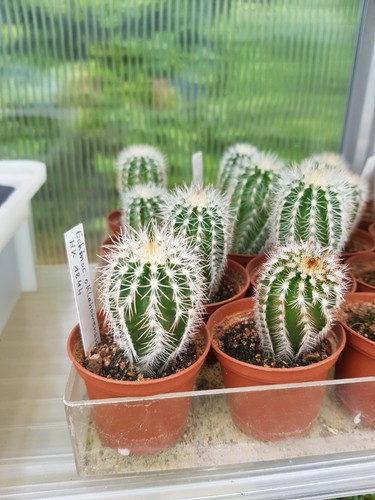 Echinocereus oklahomensis HK 1844 winterharter Kaktus bis - 20 Grad - Bild 2 von 6