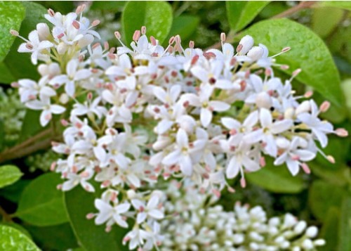 100 Seeds Privet Seeds - Ligustrum vulgare, Ligustrum Quihoui Carr, Ligustrum l - Picture 10 of 14