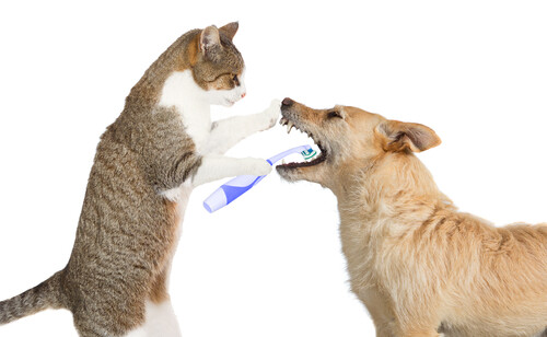 bad breath treats for dogs - DOG AND CAT TEETH HEALTH - vitamin a for dogs 1B - Bild 4 von 7