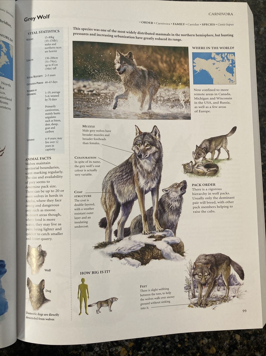 Animal's fascinating wildlife from around the world | eBay Animal's fascinating wildlife from around the world | eBay