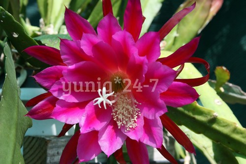 (1) Epiphyllum unwurzeltes SCHNEIDEN 8 Zoll langer Orchideenkaktus Sukkulente X-Large lila - Bild 4 von 12