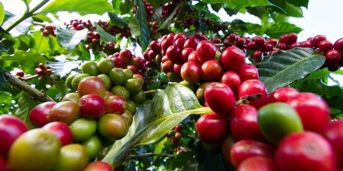 2, 5, 10 LB RWANDA RWANDAN FRESH ROASTED COFFEE WHOLE BEANS OR GROUND - ARABICA - Picture 18 of 46