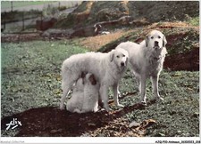 AJQP10-0943 - Animaux - Chiens pyrénéens