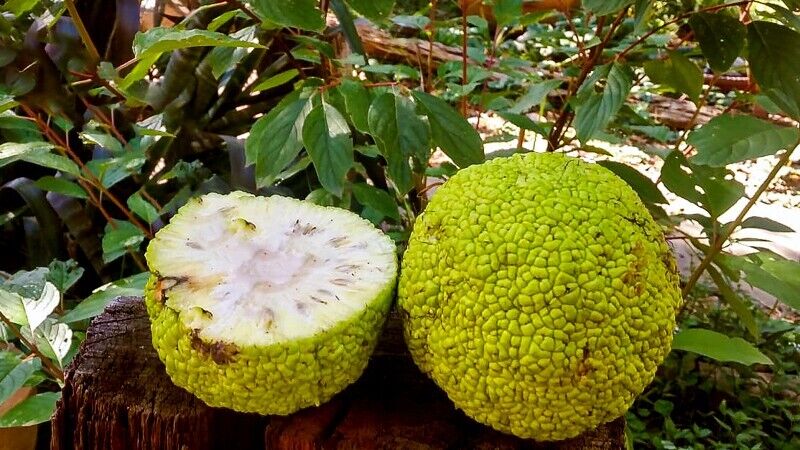 Maclura pomifera se puede comer