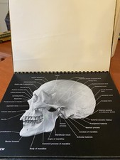 An Atlas of the Human Skull Eugene Kindley1980 - Large Format Photo Book - Rare