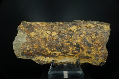 Lepidodendron Scale Tree Fossil / Central States, USA / Carboniferous Fossil Spe - Picture 3 of 3