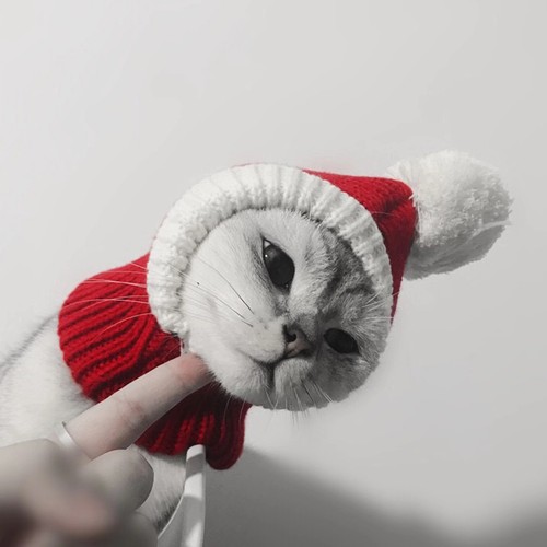  Winter warme Mütze entzückendes Haustier Wollmütze Weihnachten Kopfschmuck für Hund Welpe (rot, - Bild 6 von 12