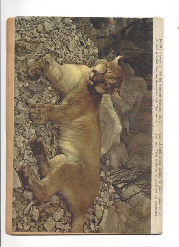 The Lone Ranger #44 Dell Comics 1952  - Picture 2 of 2