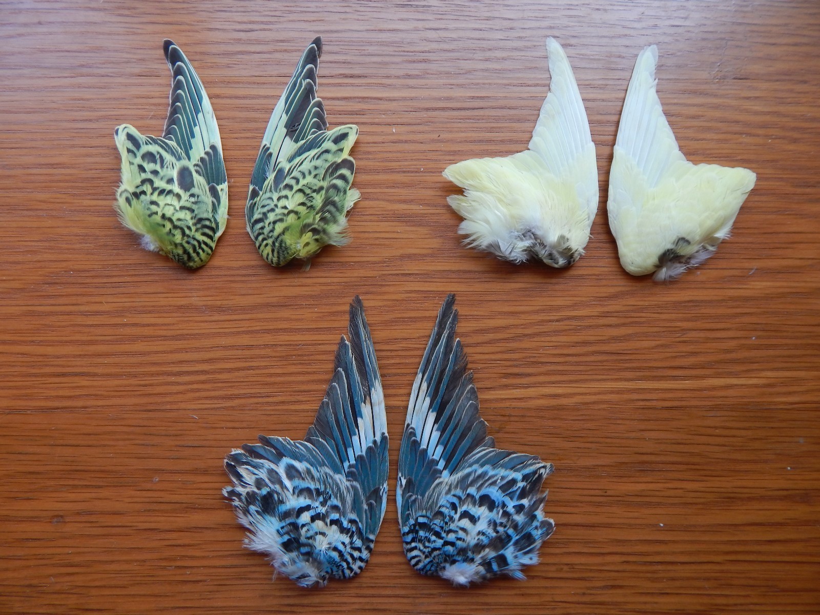 3 Pair Dried Domestic Budgie Wings Bird Wings Fly Tying Arts Crafts Taxidermy 3 Pair Dried Domestic Budgie Wings Bird Wings Fly Tying Arts Crafts Taxidermy