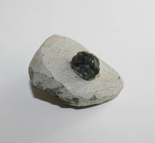 Trilobit Gerastos Fossil Marokko Gliederfüßer Fossilien Trilobite (TT100 - 129) - Bild 19 von 56