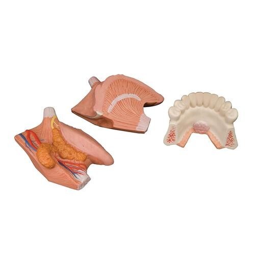 3B Scientific T12010 Tongue Model, 2.5 times Life-Size, 4 part -Anatomical Model - Picture 4 of 4