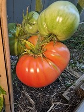 20 German Giant Tomato Seeds  Big and Juicy NON-GMO  Potato leaf  Heirloom