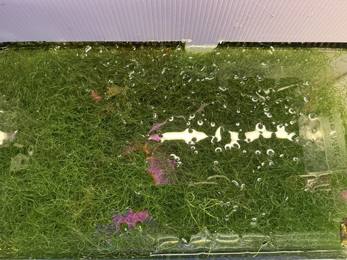 1 Cup of Chaetomorpha Macro Algae Chaeto nutrient Export - Bild 3 von 4