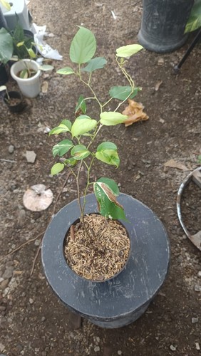 Mulberry Fruit Tree Variegated Rare Plant Free Phitosanitary - Picture 8 of 8