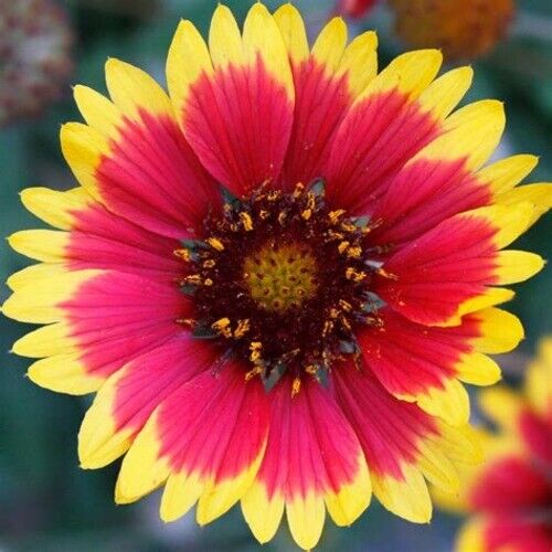 Blanket flower Gaillardia aristata Dwarf Bicolor Goblin 340 seeds+4"FREE LABEL - Picture 1 of 1