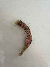 Kohleria Rhizome Barbie Dress