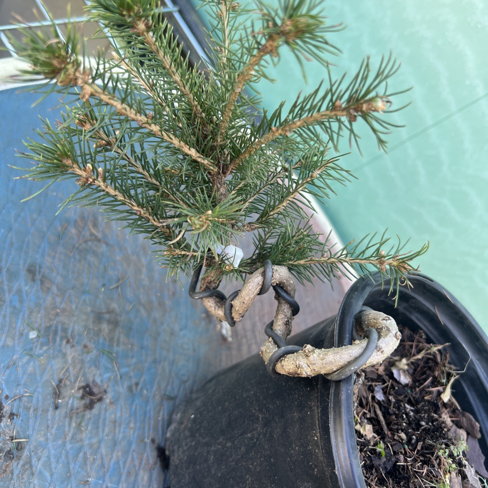 Picture 5 of 5