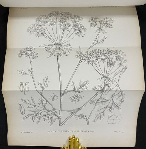 1882 JOURNAL OF THE LINNEAN SOCIETY Antique Botany Plates FLORA OF AFGHANISTAN - Picture 9 of 14