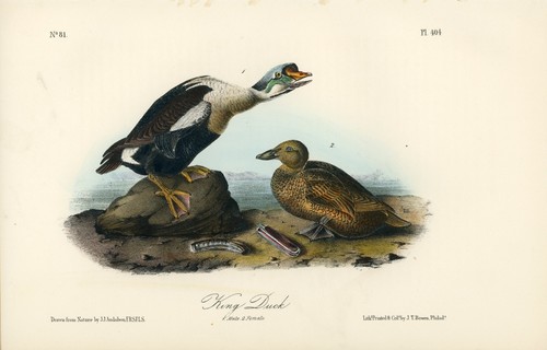 Audubon King Duck Teller 404 Birds Of America 2nd Edition Royal Octavo