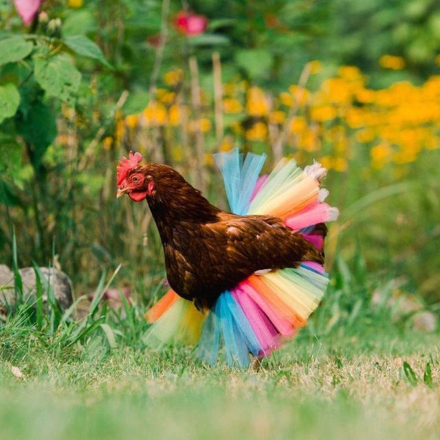 Poultry Feather Protector Chicken Clothes Pet Supplies Chicken Costume Skirt Poultry Feather Protector Chicken Clothes Pet Supplies Chicken Costume Skirt