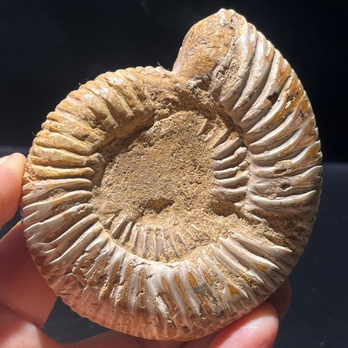 201G Raro natural áspero pulido caracola blanca amonita - Imagen 10 de 17