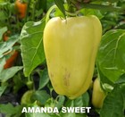Amanda Sweet Pepper Seeds –Rare Europpean Heirloom with Colorful Ripening