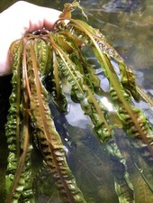  BUY 2 GET 1 FREE Cryptocoryne Balansae Crypt Balansae Live Aquarium Plants  