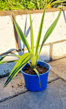 YUCCA GLORIOSA Palme Palmlilie Pflanze um 40 cm  winterhart keine Filamentosa🌴
