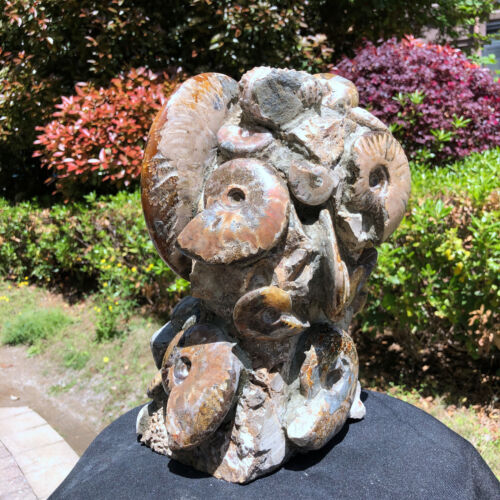 24.64LB Natural Conch Ammonite Fossil Quartz Specimen Reiki Healing Decor - Picture 16 of 23