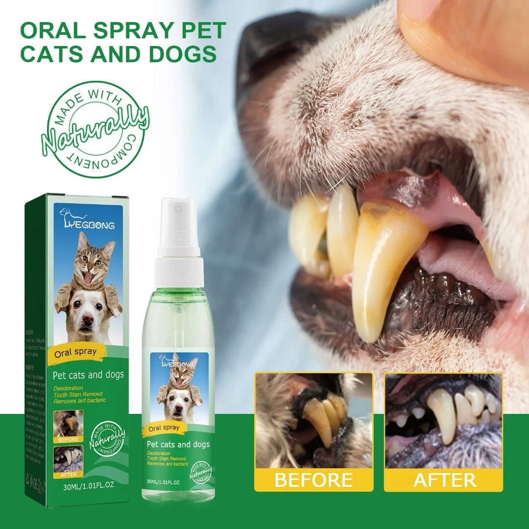 Will Teeth Cleaning Help My Dogs Breath