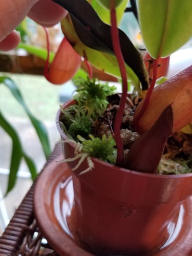3LB Live Organic Sphagnum Moss EXTRA LONG Orchid Terrarium Carnivorous Plants 3LB Live Organic Sphagnum Moss EXTRA LONG Orchid Terrarium Carnivorous Plants