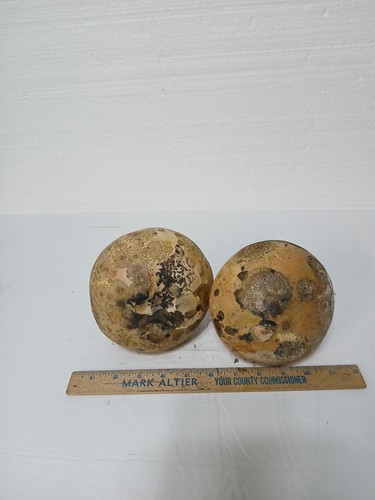 Getrockneter Vogelhaus Kürbis für Vogelhäuser Schalen Basteln Deko - Bild 5 von 5