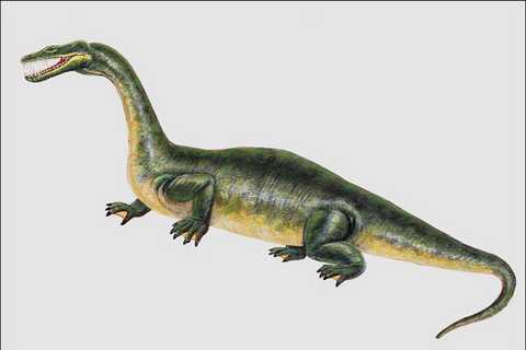684055 Nothosaurus Reptil Trias A4 Fotodruck - Bild 1 von 1