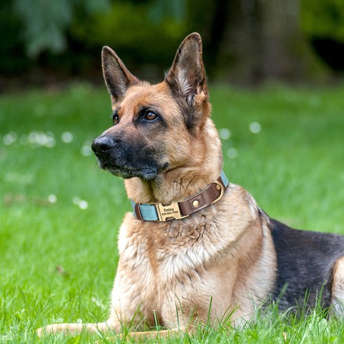Collare in Pelle per Cane Cani Personalizzato Nome Numero di Telefono Regolabile - Picture 16 of 24