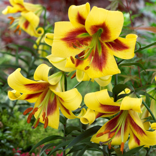 LILIUM TREE BULBS/TUBERS HYBRID HARDY PERENNIAL GARDEN SUMMER FLOWERING-FRAGRANT - Picture 4 of 25