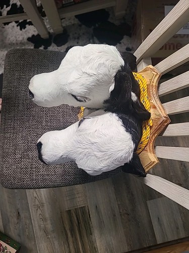 2 Headed Calf Mount Taxidermy Hereford Black/Brown and White Gaff - Picture 4 of 4