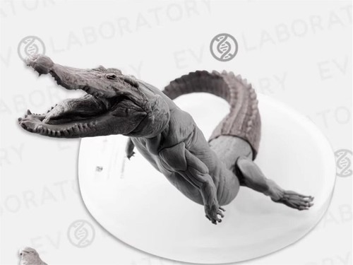 Evolaboratory 1/8 Digital Version Crocodile Anatomy Tool Teaching Model New - Picture 7 of 12