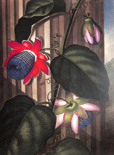 "The Temple Of Flora" 1981 THORNTON, Robert - Picture 10 of 12