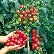 100 Heirloom Riesenstraube Tomato Seeds - High Yields Large 1 Ounce Cherry Sized