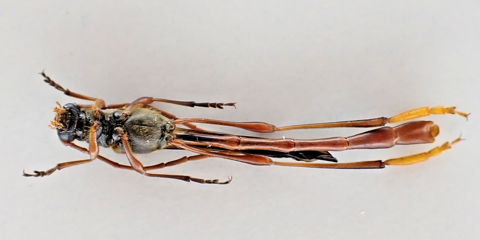 i41071. Insects beetles: Cerambycidae, Necydalis sp. Vietnam, Lai Chau ...