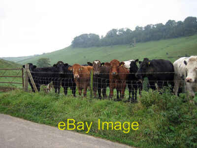 Foto 6x4 Siehst du mich an? Batcombe\/ST6939 Kühe must have boring l c2007
