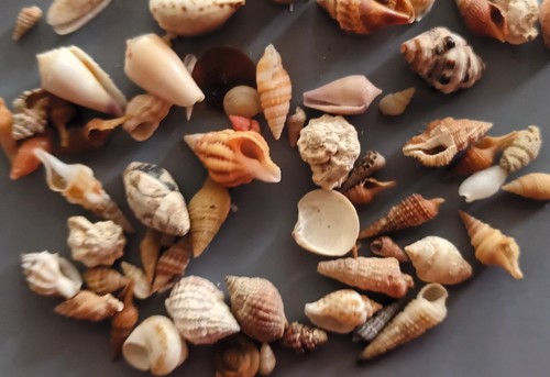 91 pcs assorted seashells 4-16 mm - Imagen 4 de 4