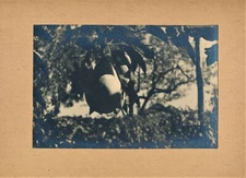 Pear 1930-1940 Silver Print Age Photo Photography Still Life