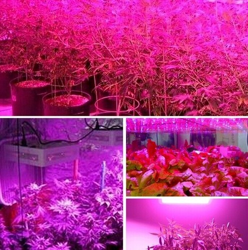 Phlizon 600W Doble Interruptor LED Luz de Crecimiento Espectro Completo para Plantas de Interior Flor - Imagen 11 de 12