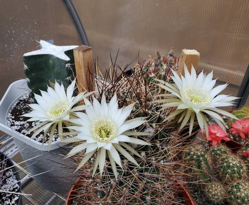 Echinopsis ferox | Lobivia ferox (20 seeds) - Picture 2 of 6