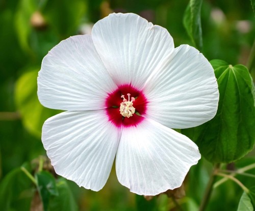 Dwarf Hardy Hibiscus 'Luna White' - Live Plant in 4" Pot - Hardy to Zone 5!! - Picture 1 of 5