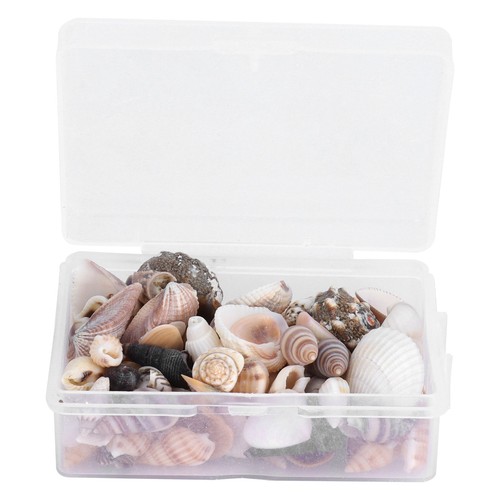 Jewelry Craft Shell Sea Snail Set Natural Seashell Conch Wedding Home Ornament - Picture 14 of 22
