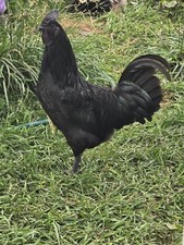 Ayam Cemani Roosters