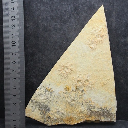 190 grams Floating Crinoid Saccocoma pectinata Echinoderms Fossil Fossilien - Picture 2 of 3