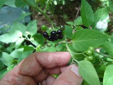 Guatemalan HIERBA MORA, Vegetable, Quelite, Quilete, Mora, 100 SEMILLAS, SEEDS